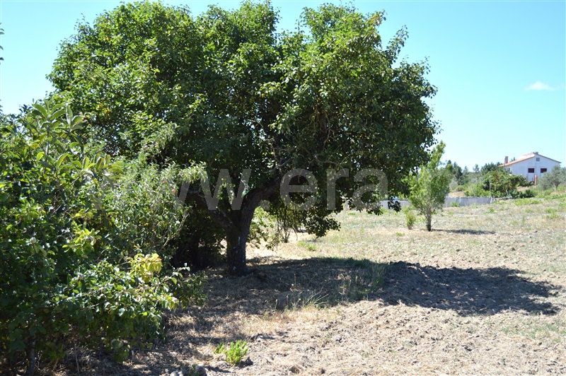 Terreno Misto  Rio Maior, Fráguas - 1361670 - 9