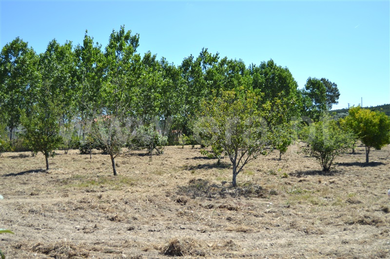 Terreno Misto  Rio Maior, Fráguas - 1361670 - 10