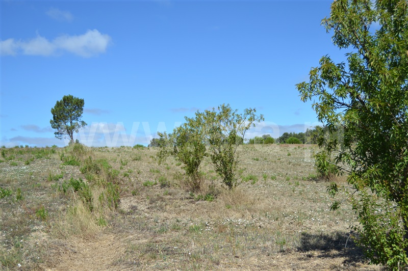 Terreno Misto  Rio Maior, Fráguas - 1361670 - 11