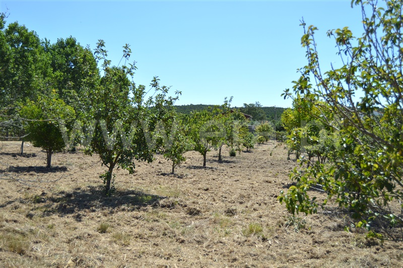 Terreno Misto  Rio Maior, Fráguas - 1361670 - 12