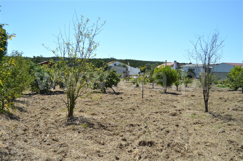 Terreno Misto  Rio Maior, Fráguas - 1361670 - 13