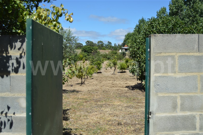 Terreno Misto  Rio Maior, Fráguas - 1361670 - 15
