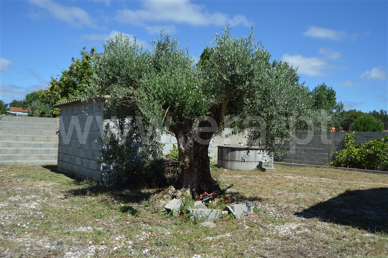 Terreno Misto  Rio Maior, Fráguas - 1361670 - 17