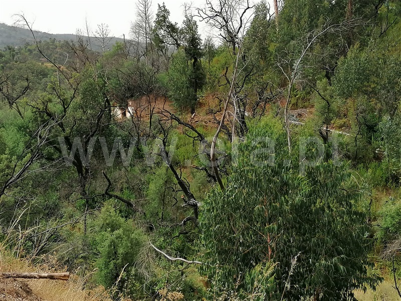 Terreno Misto T2 Monchique, Alferce - 1489642 - 7