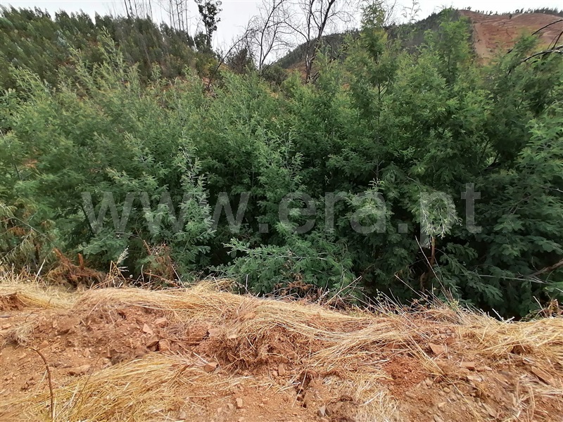 Terreno Misto T2 Monchique, Alferce - 1489642 - 11