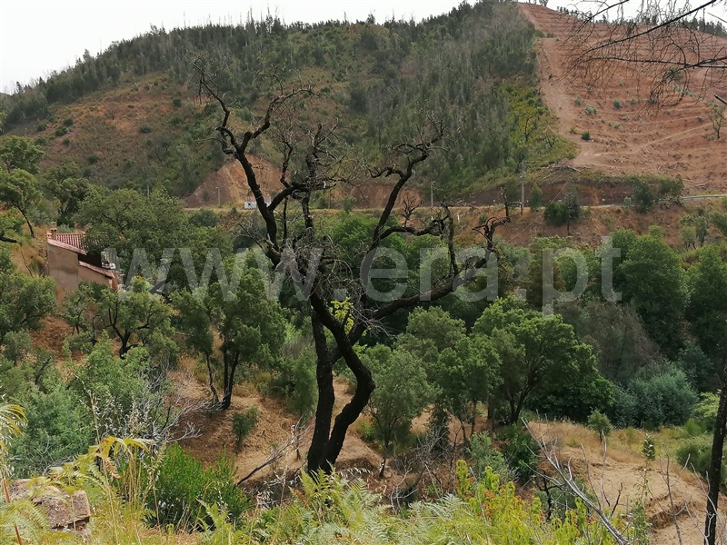 Terreno Misto T2 Monchique, Alferce - 1489642 - 13