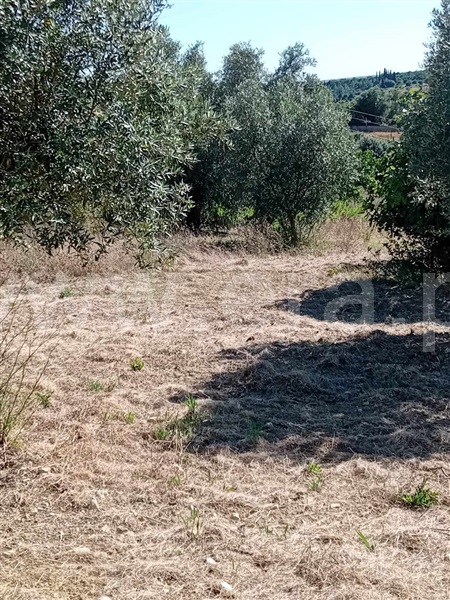 Terreno Misto  Torres Novas, Brogueira - 1417842 - 2
