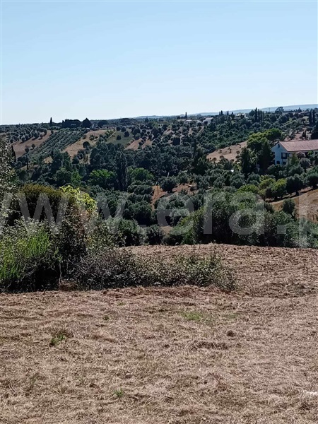 Terreno Misto / Torres Novas, Brogueira