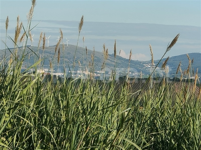 Terreno Misto  Torres Vedras, Freiria - 1450108 - 8