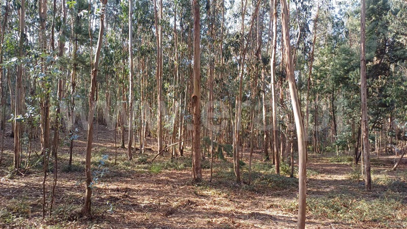 Terreno Misto  Trofa, Bougado (São Martinho e Santiago) - 1360654 - 3
