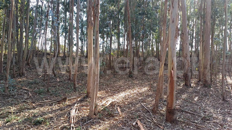 Terreno Misto  Trofa, Bougado (São Martinho e Santiago) - 1360654 - 4