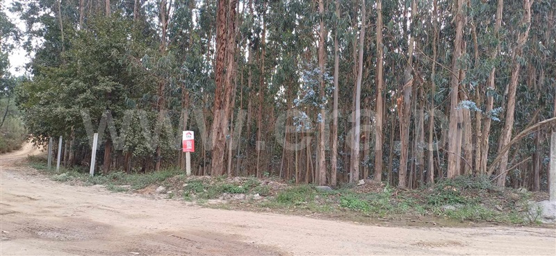 Terreno Misto / Trofa, Paradela, São Martinho de Bougado