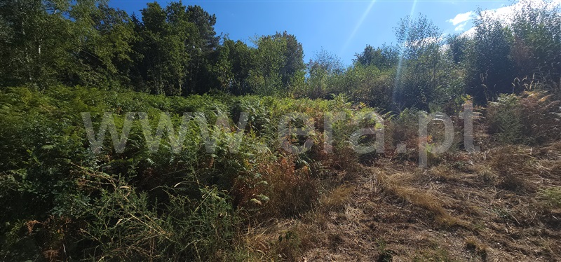 Terreno  Montalegre, Ferral - 1503440 - 5