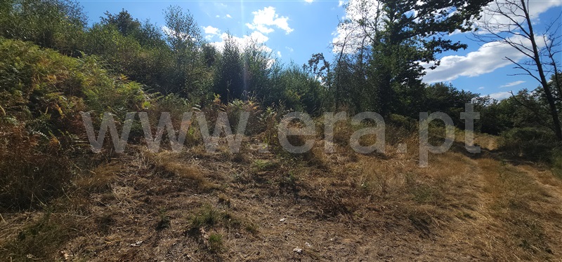 Terreno / Montalegre, Ferral