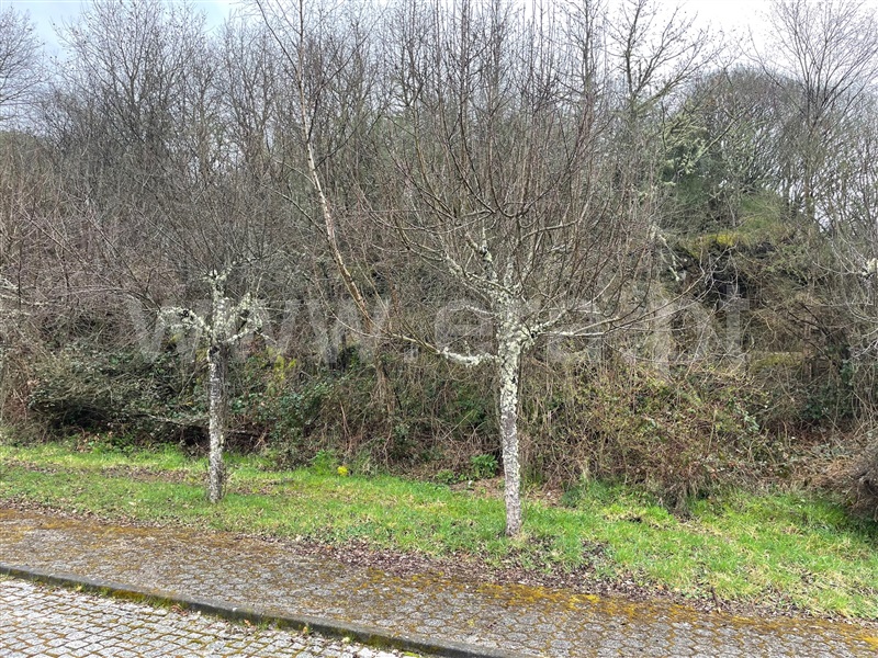 Terreno  Montalegre, Montalegre e Padroso - 1294084 - 4