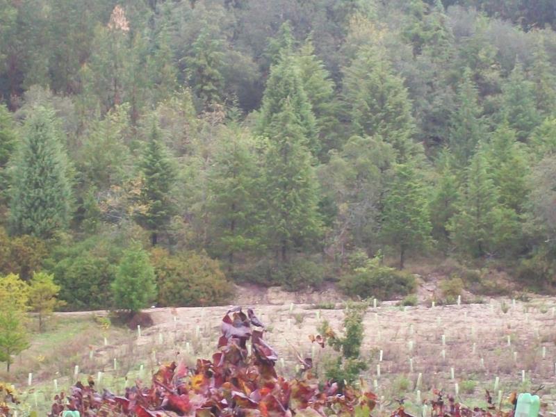 Terreno / Montemor-o-Velho, Gordos
