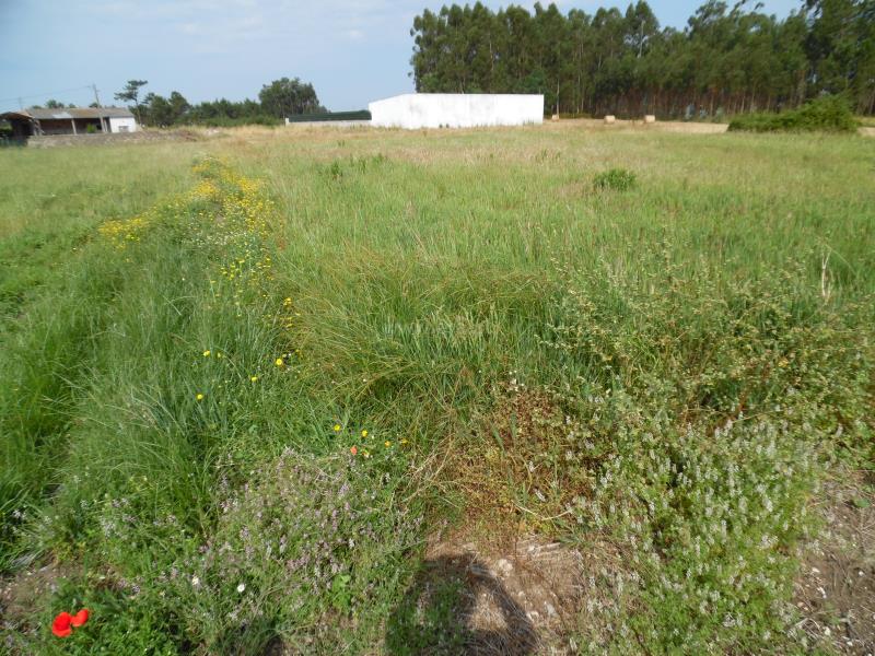 Terreno  Montemor-o-Velho, Viso - Arazede - 657161 - 3
