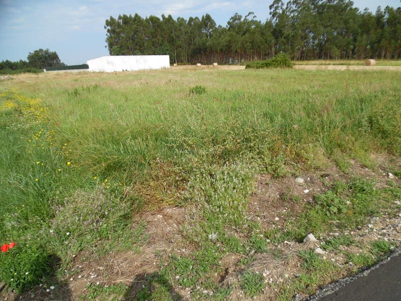 Terreno  Montemor-o-Velho, Viso - Arazede - 657161 - 4