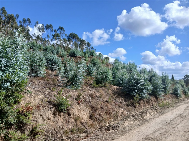 Terreno / Mortágua, Pala