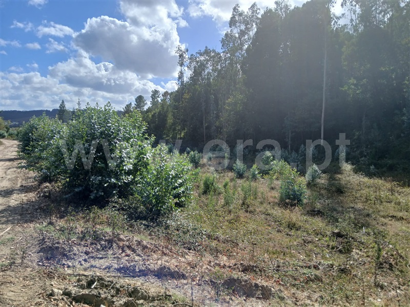 Terreno  Mortágua, Pala - 1498148 - 2