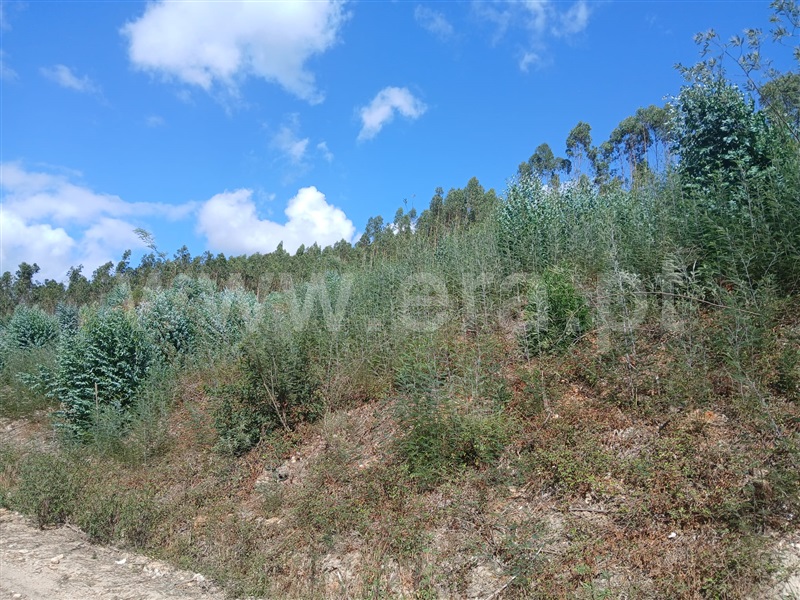 Terreno  Mortágua, Pala - 1498148 - 4