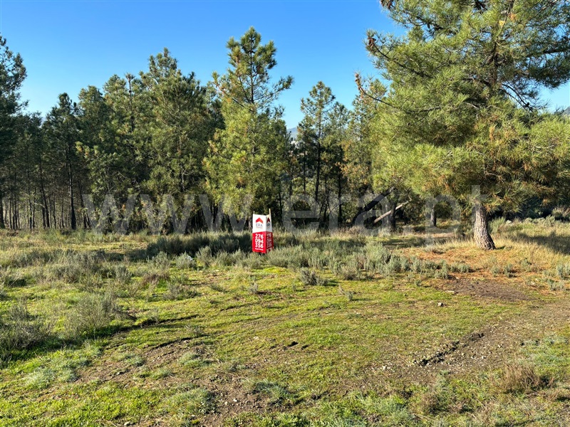 Terreno / Murça, Murça