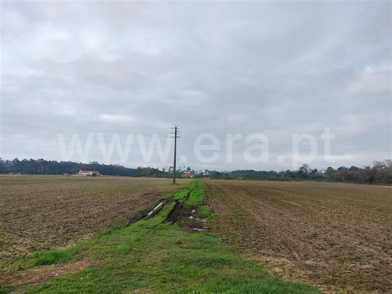Terreno / Murtosa, Torreira
