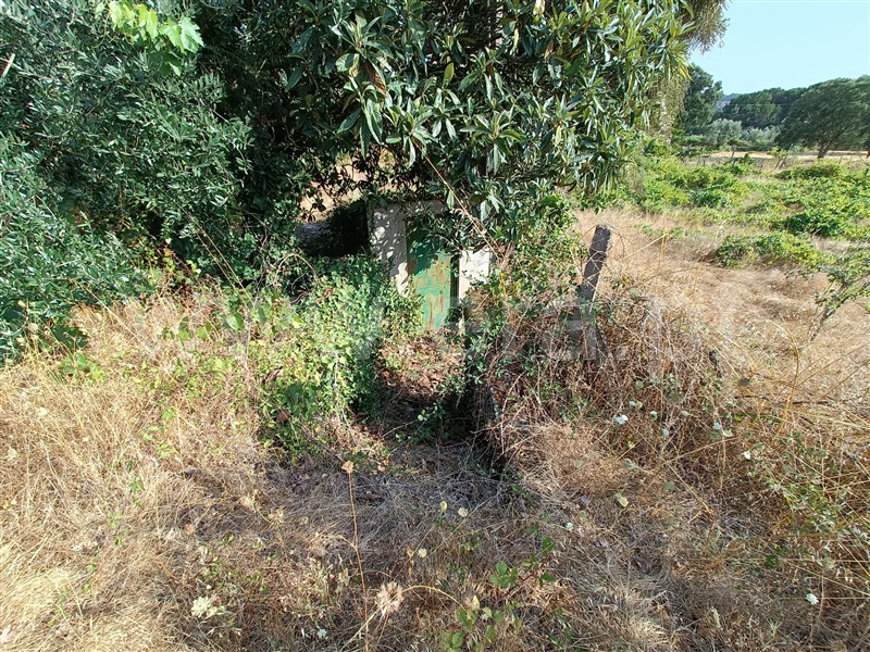 Terreno  Nelas, Vilar Seco - 1499296 - 4