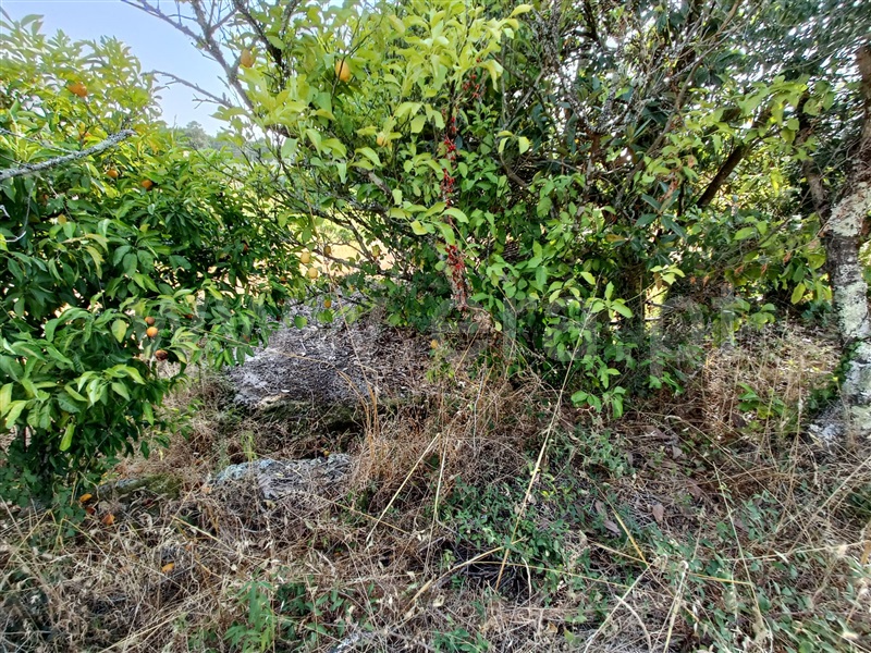 Terreno  Nelas, Vilar Seco - 1499296 - 9