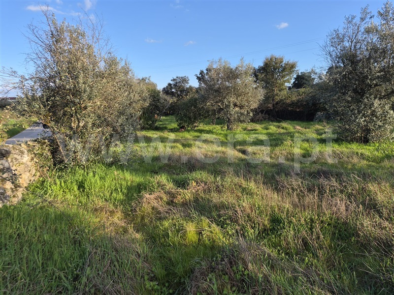 Terreno / Nisa, Alpalhão