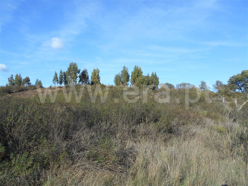 Terreno  Nisa, Nisa - 1053993 - 3