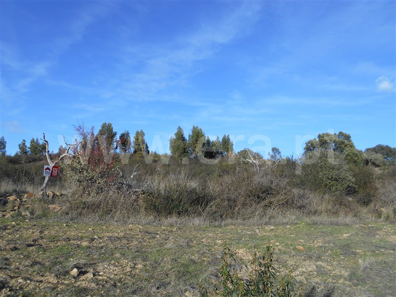 Terreno / Nisa, Nisa