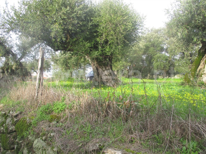 Terreno  Nisa, Nisa - 1055092 - 4