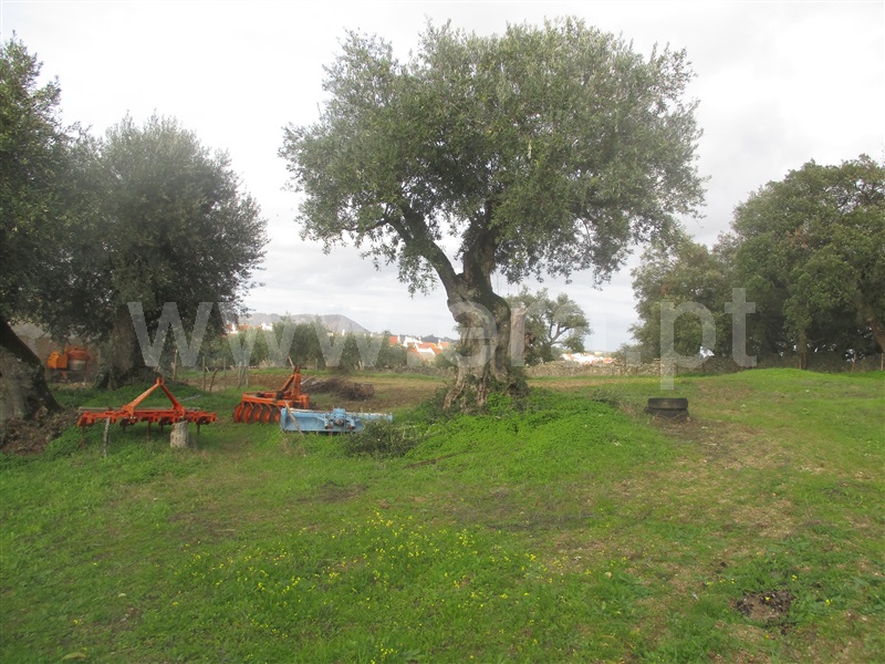 Terreno  Nisa, Nisa - 1055092 - 8