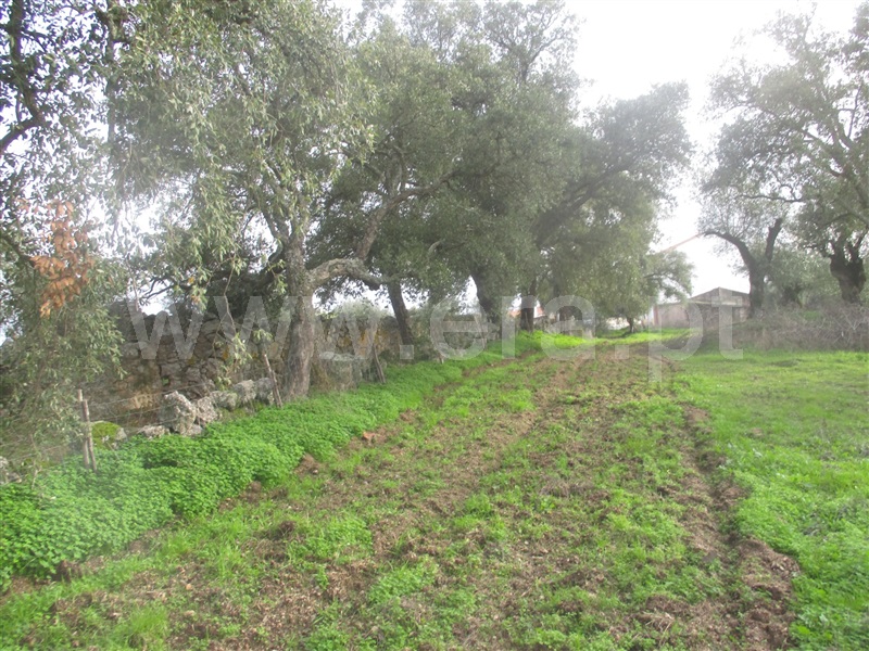 Terreno  Nisa, Nisa - 1055092 - 11