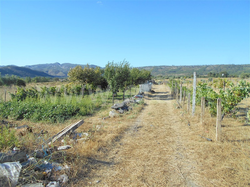 Terreno / Nisa, Santana