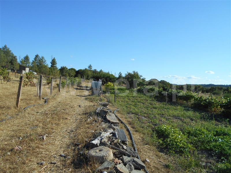 Terreno  Nisa, Santana - 1098272 - 5