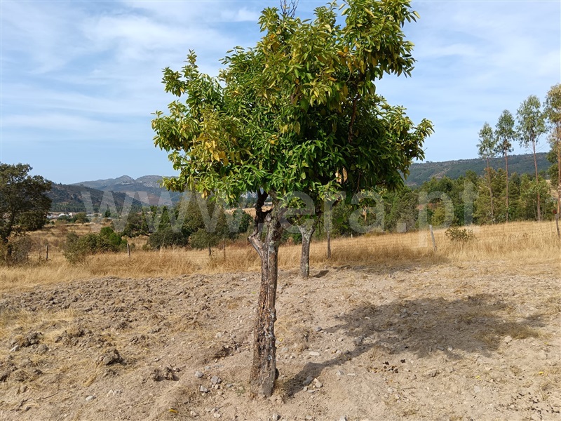 Terreno  Nisa, Santana - 1497802 - 3