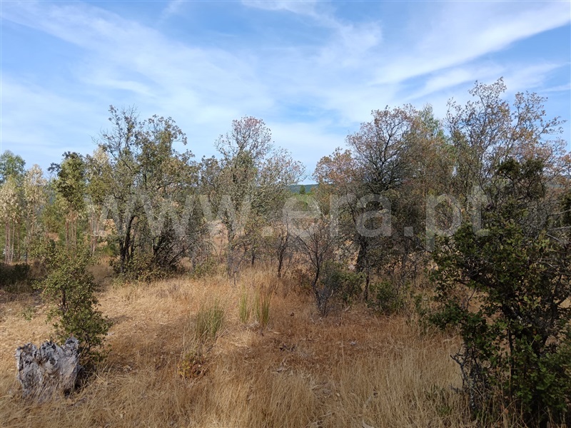 Terreno  Nisa, Santana - 1497802 - 5