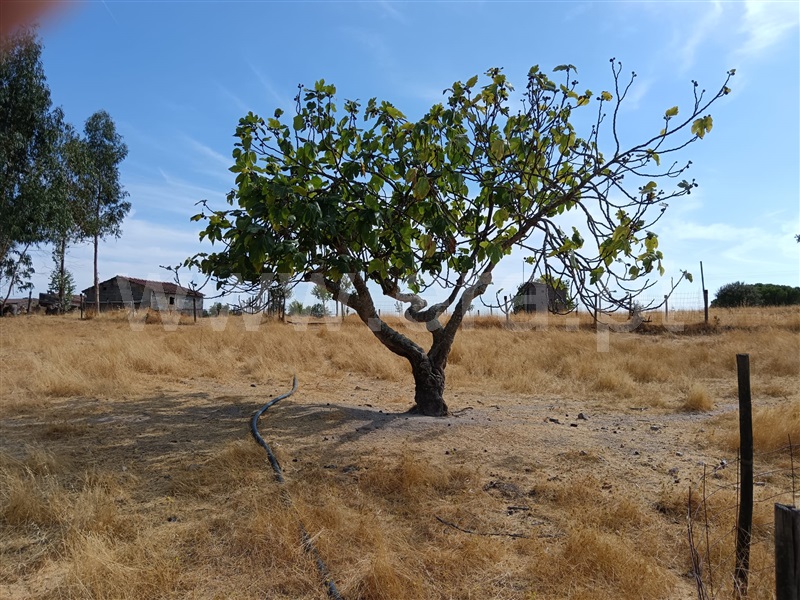 Terreno  Nisa, Santana - 1497802 - 7