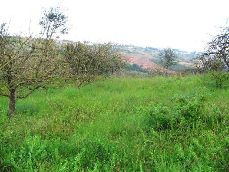 Terreno / Óbidos, Areirinha