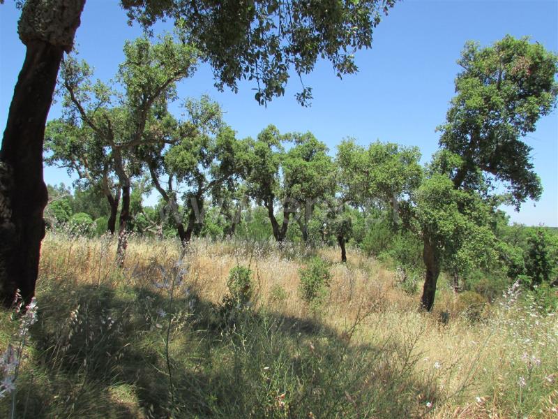 Terreno  Odemira, Colos - 740755 - 1