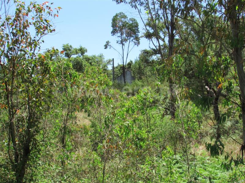 Terreno  Odemira, Colos - 740755 - 9