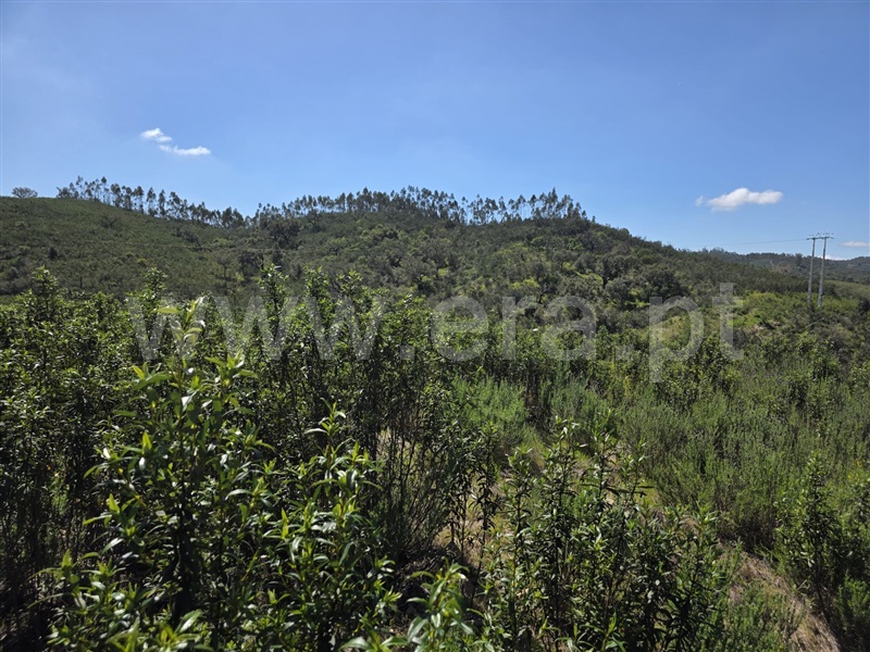 Terreno  Odemira, São Martinho das Amoreiras - 1473286 - 10