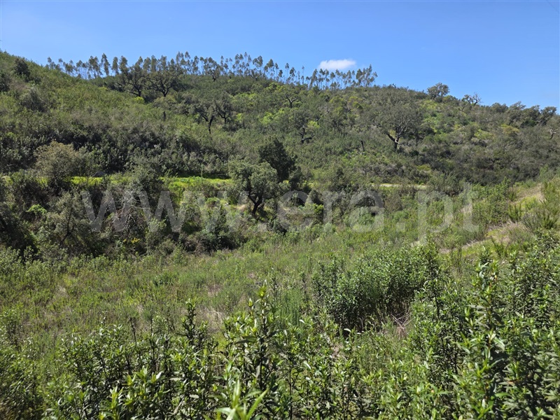 Terreno  Odemira, São Martinho das Amoreiras - 1473286 - 15