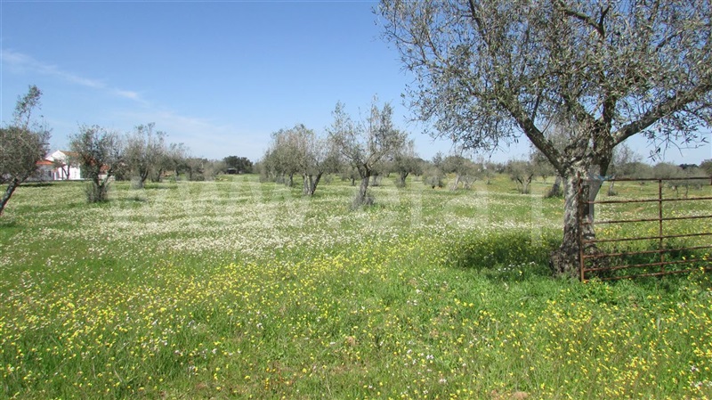 Terreno  Odemira, Vale de Santiago - 896134 - 2