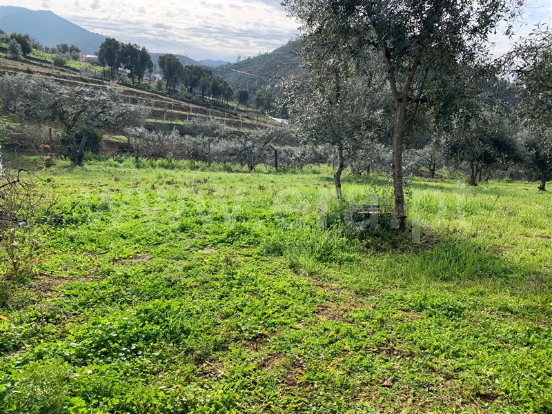 Terreno  Oleiros, Orvalho - 1378946 - 2