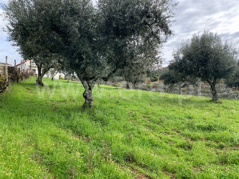 Terreno  Oleiros, Orvalho - 1378946 - 5