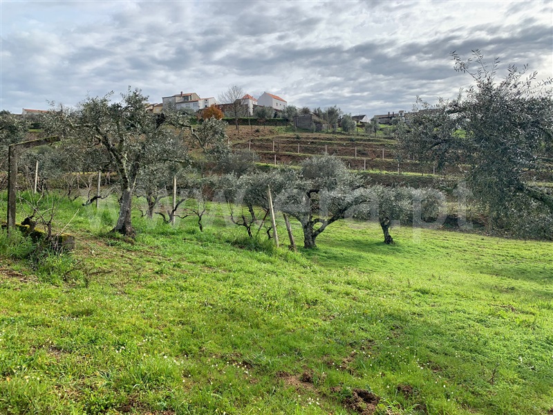 Terreno  Oleiros, Orvalho - 1378946 - 6