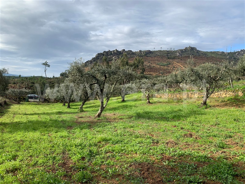 Terreno  Oleiros, Orvalho - 1378946 - 9